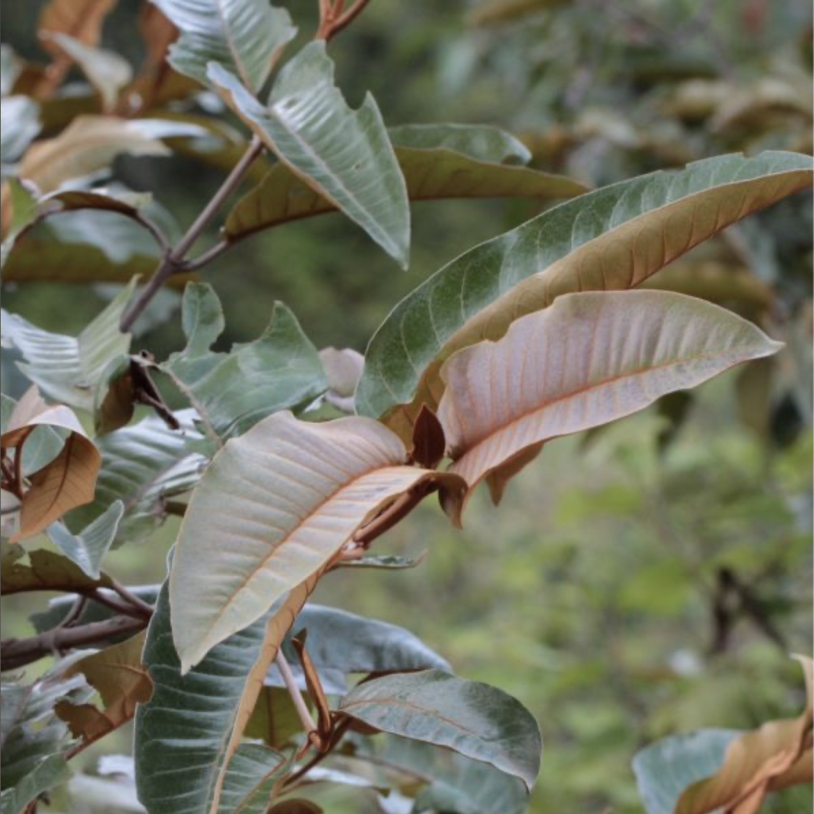 huile-de-soin-macerat-asterale-grain-d-orge-ma-boutique-holistique-oullins-lyon